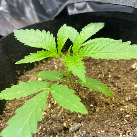 Unknown strain growlog timeline photo