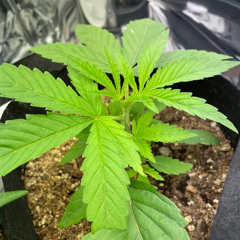 Unknown strain growlog timeline photo