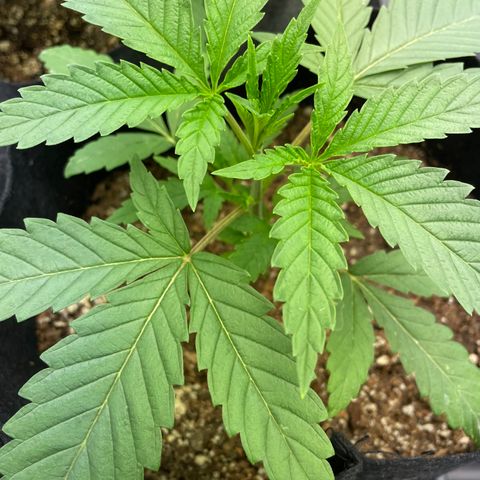 Unknown strain growlog timeline photo