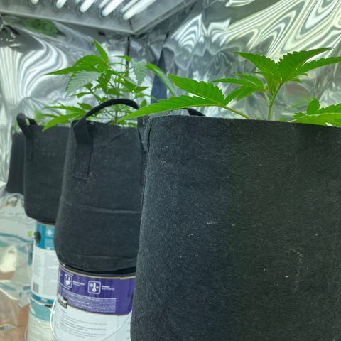 Unknown strain growlog timeline photo