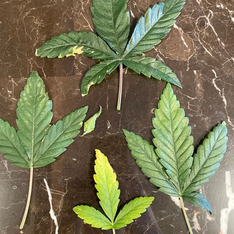 Unknown strain growlog photo: Trimmed these leaves off of all three planrs. Hoping that flushing the plants healed the roots and that new leaves will not show these negative signs in the future. Will be monitoring closely. 