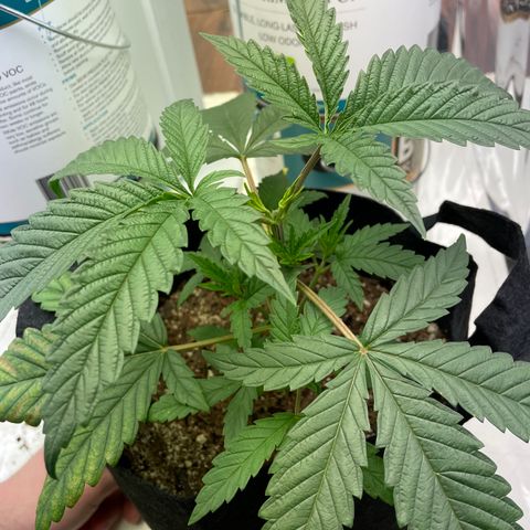 Unknown strain growlog photo: Notice nutrient deficient bottom leaf 