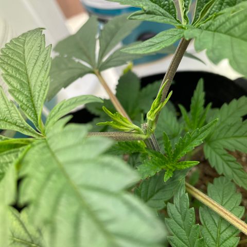 Unknown strain growlog photo: Notice nutrient deficient bottom leaf 