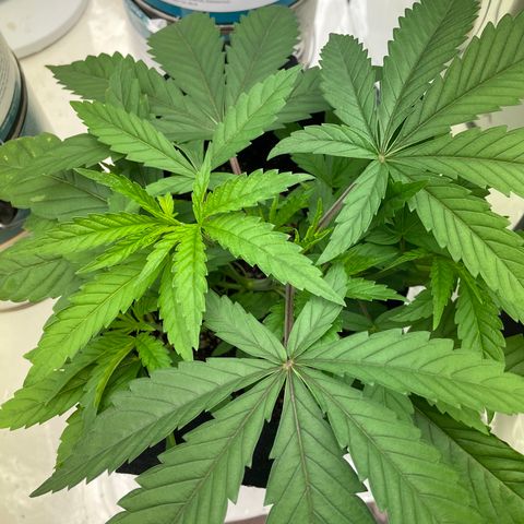 Unknown strain growlog timeline photo