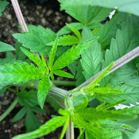 Unknown strain growlog timeline photo