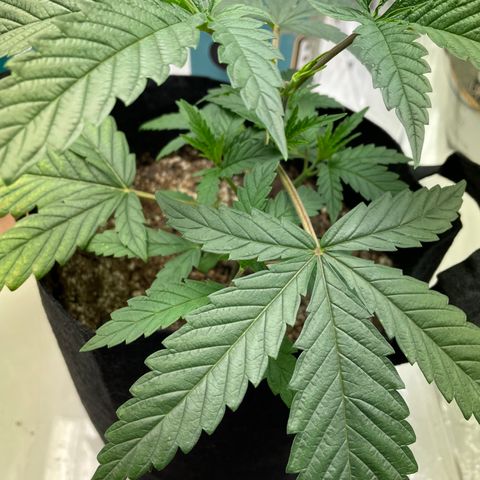 Unknown strain growlog timeline photo