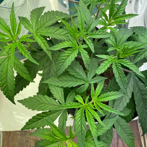Unknown strain growlog timeline photo