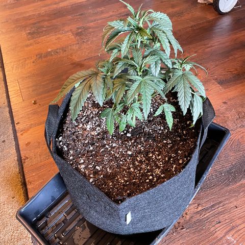 Unknown strain growlog photo: Hoping that a transplant and balanced PH will bring this plant back to full health 