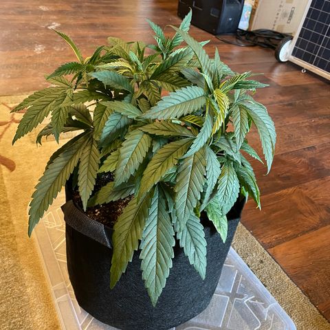 Unknown strain growlog photo: Healthiest of the three plants 