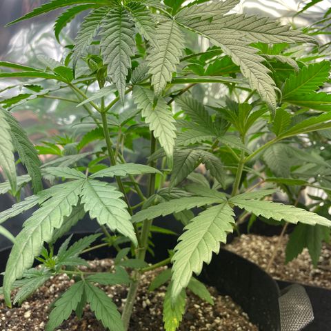 Unknown strain growlog timeline photo