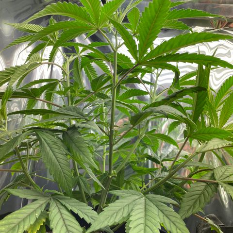 Unknown strain growlog timeline photo