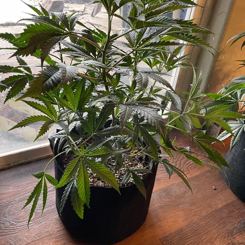 Unknown strain growlog timeline photo