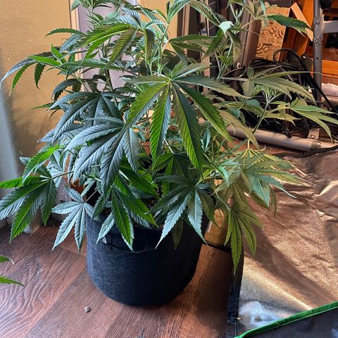 Unknown strain growlog timeline photo