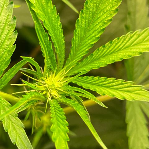 Unknown strain growlog timeline photo