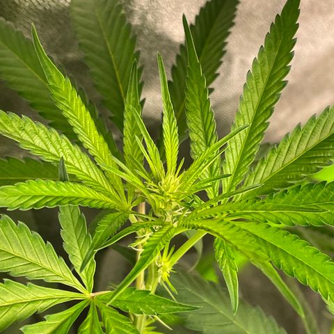 Unknown strain growlog timeline photo