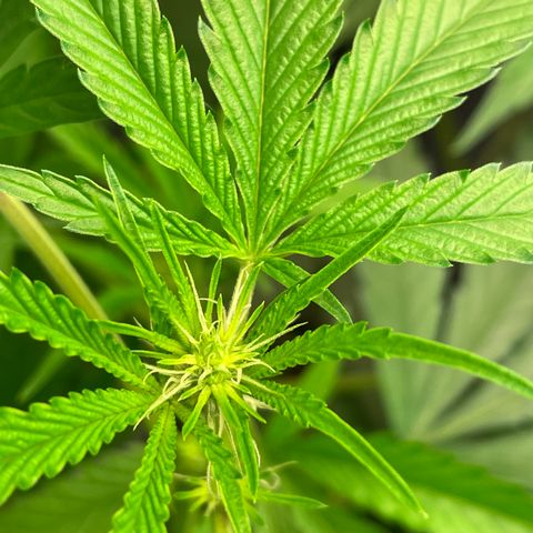 Unknown strain growlog timeline photo