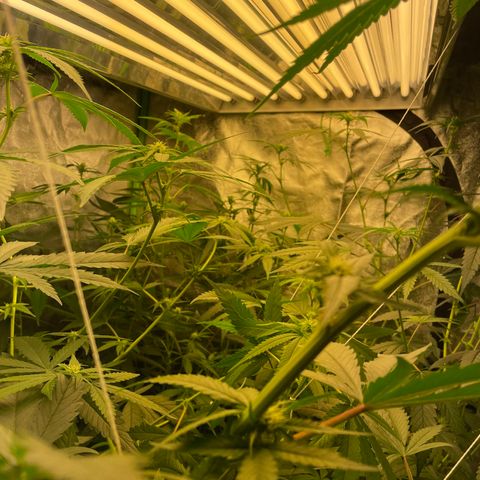 Unknown strain growlog timeline photo