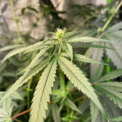 Unknown strain growlog timeline photo