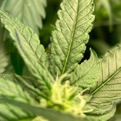 Unknown strain growlog timeline photo