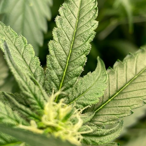 Unknown strain growlog timeline photo