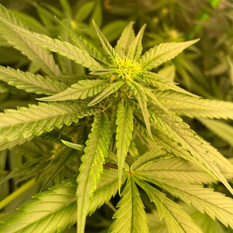 Unknown strain growlog timeline photo