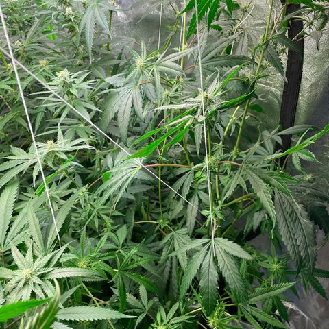 Unknown strain growlog timeline photo