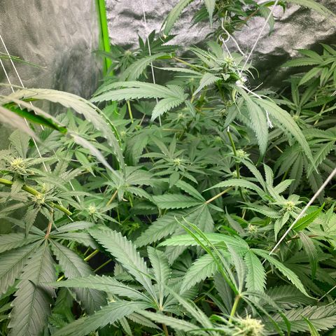 Unknown strain growlog timeline photo