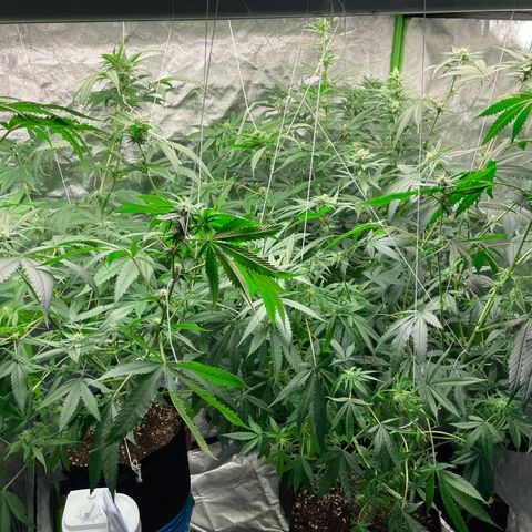 Unknown strain growlog timeline photo
