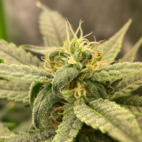 Unknown strain growlog timeline photo