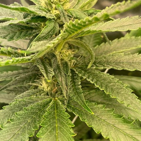 Unknown strain growlog timeline photo