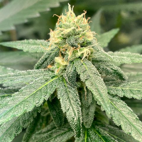 Unknown strain growlog timeline photo