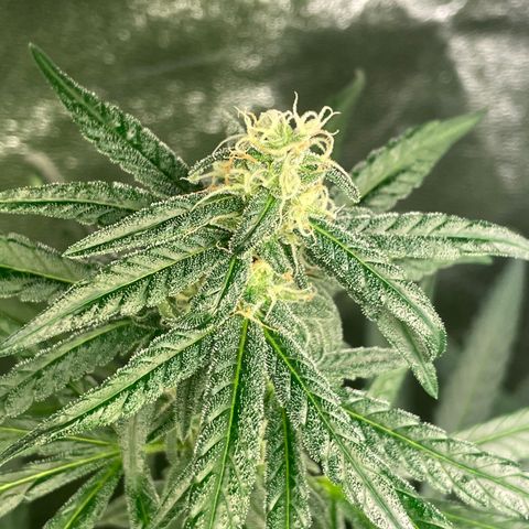 Unknown strain growlog timeline photo