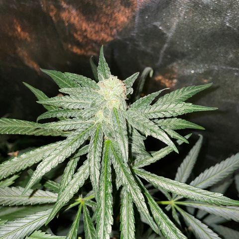Unknown strain growlog timeline photo
