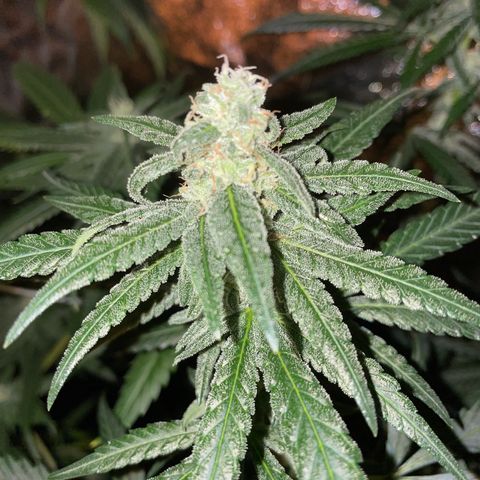 Unknown strain growlog timeline photo
