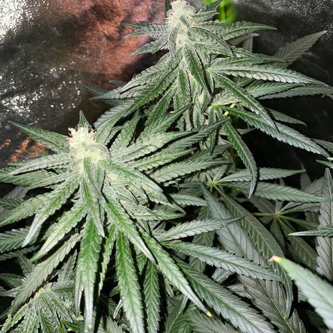 Unknown strain growlog timeline photo