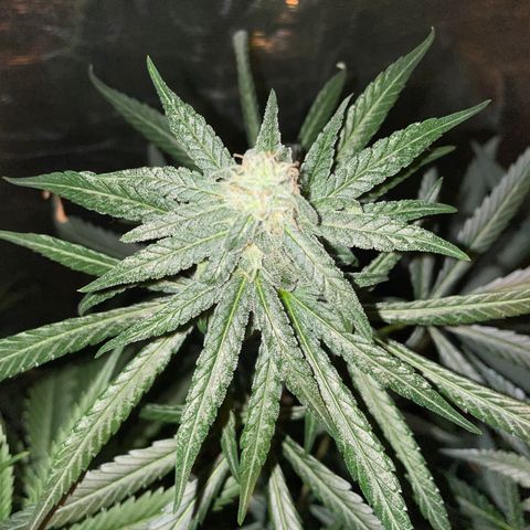Unknown strain growlog timeline photo
