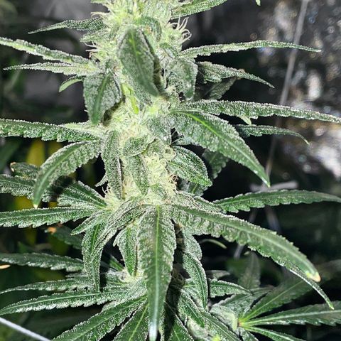 Unknown strain growlog timeline photo