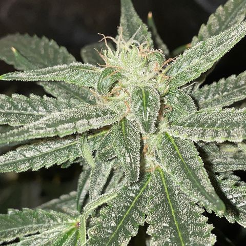 Unknown strain growlog timeline photo