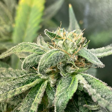 Unknown strain growlog timeline photo