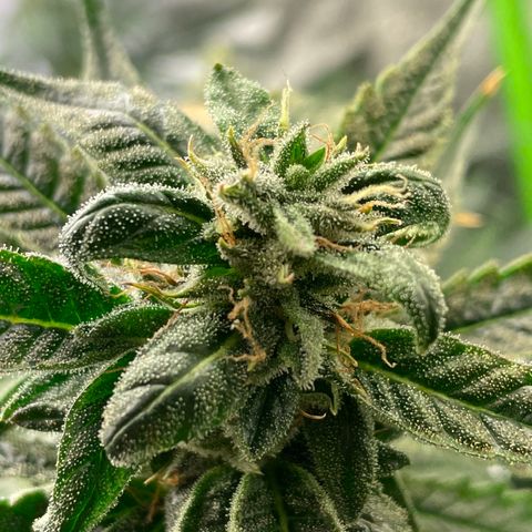 Unknown strain growlog timeline photo
