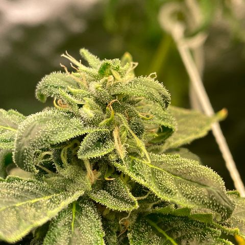 Unknown strain growlog timeline photo