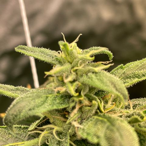 Unknown strain growlog timeline photo