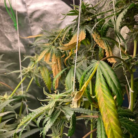 Unknown strain growlog timeline photo