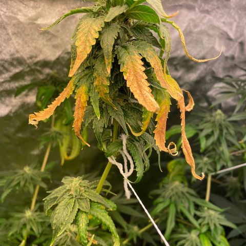 Unknown strain growlog timeline photo