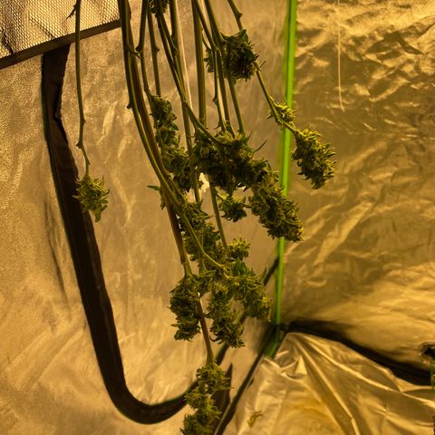 Unknown strain growlog timeline photo