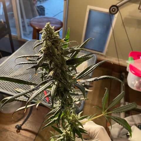 Unknown strain growlog timeline photo
