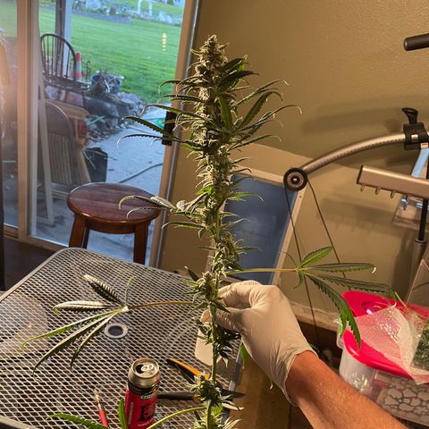 Unknown strain growlog timeline photo