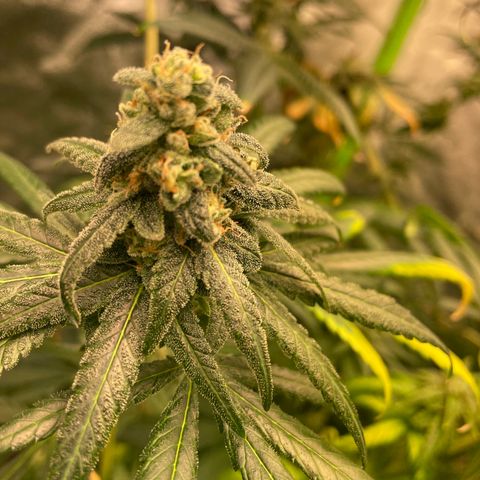 Unknown strain growlog timeline photo
