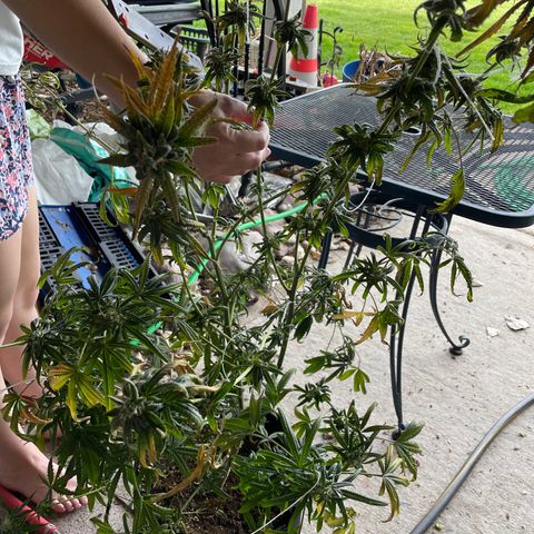 Unknown strain growlog timeline photo