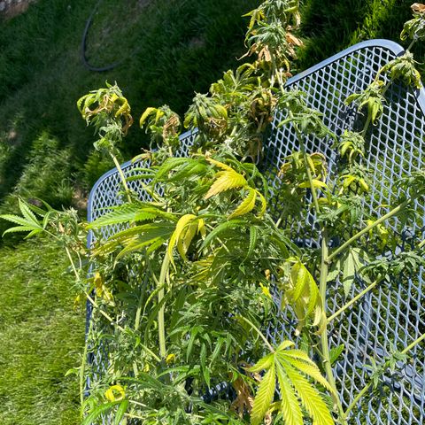 Unknown strain growlog timeline photo